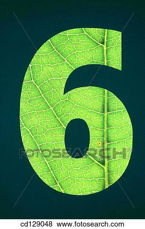 botany, Close-up, concept, green View Large Photo Image Stock Photo - botany, Close-up, concept, green. Fotosearch