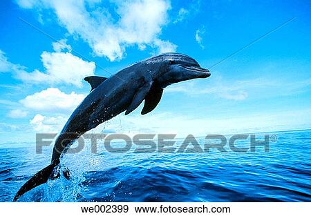 Bottlenose Dolphin (Tursiops truncatus). Honduras View Large Photo Image Stock Photo - Bottlenose Dolphin (Tursiops truncatus). Honduras. Fotosearch