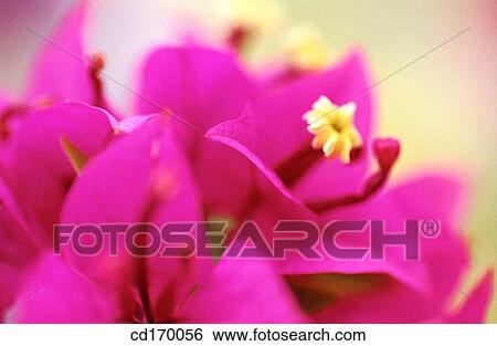 Bougainvillea (Bougainvillea sp. ) View Large Photo Image Stock Photograph - Bougainvillea (Bougainvillea sp. ). Fotosearch