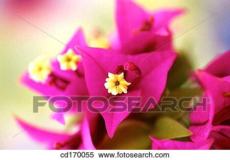 Bougainvillea (Bougainvillea sp. ) View Large Photo Image Stock Photography - Bougainvillea (Bougainvillea sp. ). Fotosearch