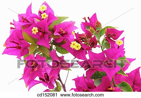 Stock Image - Bougainvillea glabra. Fotosearch