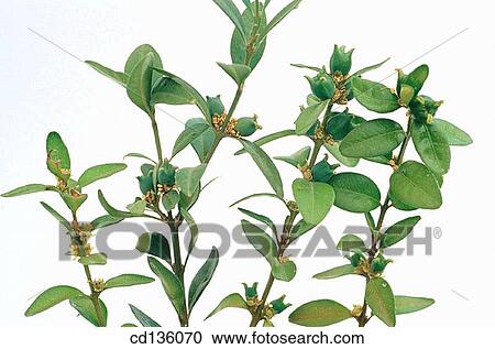 Box (Buxus sempervirens) View Large Photo Image Stock Image - Box (Buxus sempervirens). Fotosearch