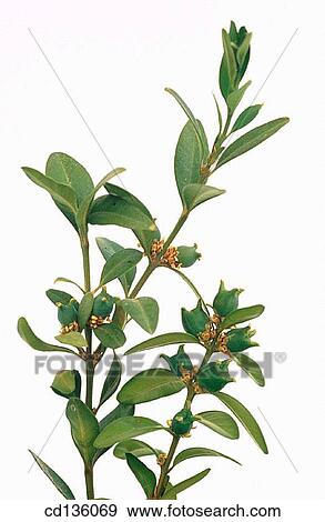 Box (Buxus sempervirens) View Large Photo Image Stock Photo - Box (Buxus sempervirens). Fotosearch