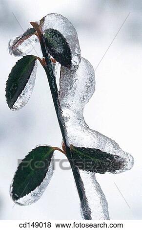 branch, Close-up, cold, coldness, day View Large Photo Image Stock Photo - branch, Close-up, cold, coldness, day. Fotosearch