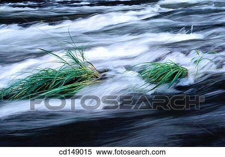Stock Photography - brook, day, creek, concept, Aquatic plant. Fotosearch