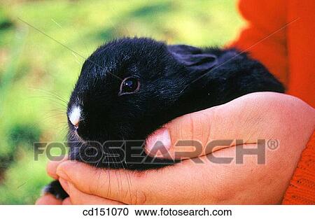Stock Image - Bunny. Fotosearch