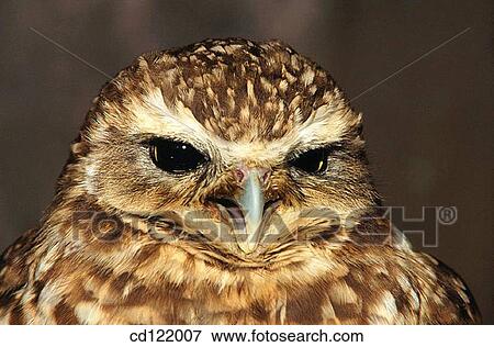 Burrowing Owl (Speotyto cunicularia) View Large Photo Image Stock Photo - Burrowing Owl (Speotyto cunicularia). Fotosearch