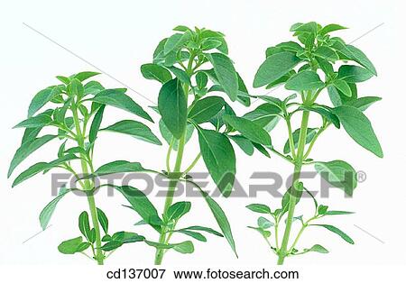 Stock Photo - Bush Basil (Ocimum minimum). Fotosearch