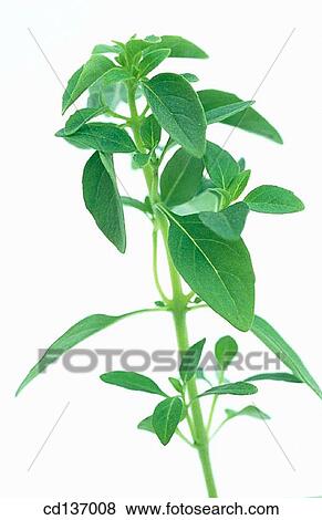 Bush Basil (Ocimum minimum) View Large Photo Image Stock Photo - Bush Basil (Ocimum minimum). Fotosearch