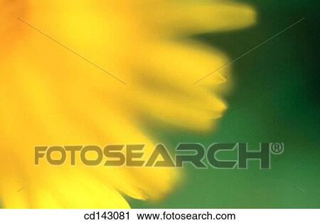 Stock Image - Bush Sunflower (Encelia californica). Fotosearch