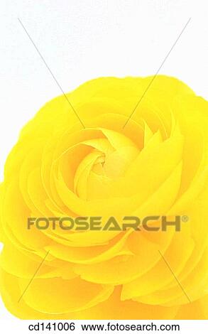 Stock Photograph - Buttercup (Ranunculus sp. ). Fotosearch