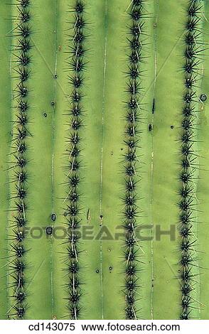 Cactus. Sonoran Desert. Saguaro National Park. Arizona. USA View Large Photo Image Stock Photography - Cactus. Sonoran Desert. Saguaro National Park. Arizona. USA. Fotosearch
