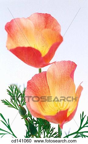 Stock Image - California Poppies (Eschscholzia californica). Fotosearch