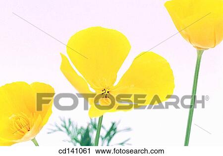 California Poppies (Eschscholzia californica) View Large Photo Image Stock Image - California Poppies (Eschscholzia californica). Fotosearch