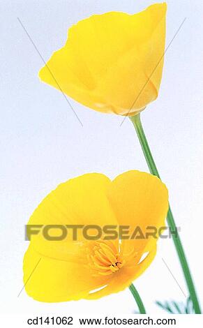 California Poppies (Eschscholzia californica) View Large Photo Image Stock Image - California Poppies (Eschscholzia californica). Fotosearch