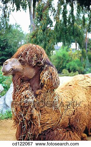 Camel. San Diego Zoo. California. USA View Large Photo Image Stock Photo - Camel. San Diego Zoo. California. USA. Fotosearch