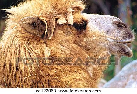 Camel. San Diego Zoo. California. USA View Large Photo Image Stock Photo - Camel. San Diego Zoo. California. USA. Fotosearch
