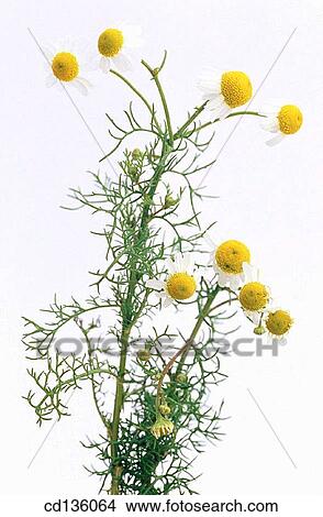 Camomile (Matricaria chamomilla) View Large Photo Image Picture - Camomile (Matricaria chamomilla). Fotosearch