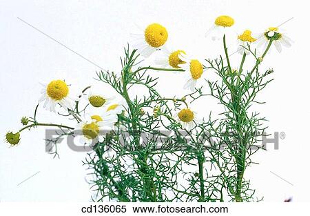 Camomile (Matricaria chamomilla) View Large Photo Image Stock Photography - Camomile (Matricaria chamomilla). Fotosearch