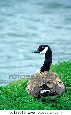 Canada Goose (Branta canadensis) View Large Photo Image Stock Photo - Canada Goose (Branta canadensis). Fotosearch