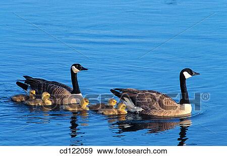 Stock Photo - Canadian Geese (Branta canadensis). Fotosearch