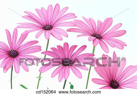Cape Marigold, Dimorphoteca hybr. View Large Photo Image Picture - Cape Marigold, Dimorphoteca hybr.. Fotosearch