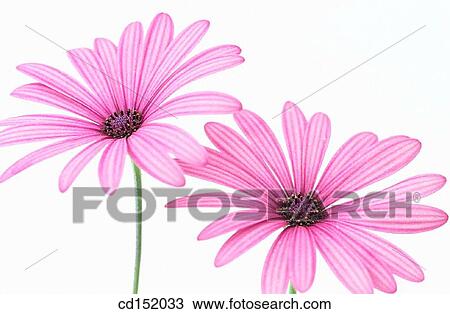 Cape Marigold, Dimorphoteca hybr. View Large Photo Image Stock Image - Cape Marigold, Dimorphoteca hybr.. Fotosearch