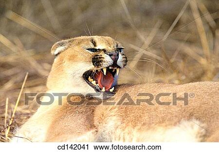 Caracal (Felis caracal). Africa View Large Photo Image Stock Image - Caracal (Felis caracal). Africa. Fotosearch