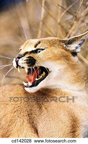 Caracal (Felis caracal). Africa View Large Photo Image Stock Photo - Caracal (Felis caracal). Africa. Fotosearch