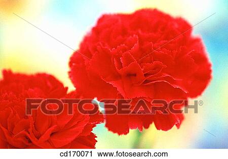 Stock Image - Carnation (Dianthus hybr. ). Fotosearch