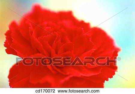 Stock Image - Carnation (Dianthus hybr. ). Fotosearch
