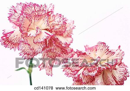 Carnations (Dianthus sp. ) View Large Photo Image Stock Photo - Carnations (Dianthus sp. ). Fotosearch