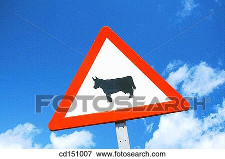 cattle, Close-up, concept, country, Country road View Large Photo Image Stock Photo - cattle, Close-up, concept, country, Country road. Fotosearch
