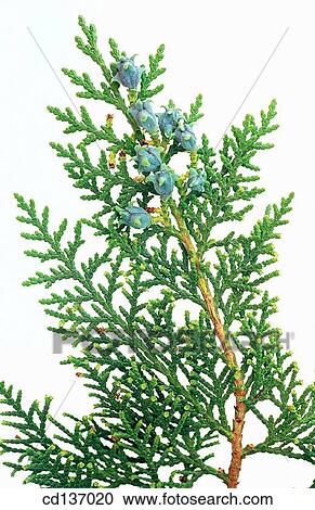 Stock Image - Cedar (Thuja orientalis). Fotosearch
