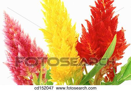 Stock Photo - Celosia plumosa. Fotosearch