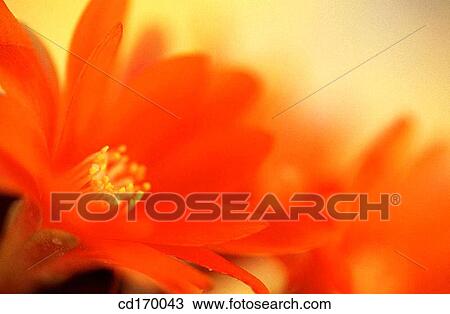 Chamaecereus silvestrii View Large Photo Image Stock Image - Chamaecereus silvestrii. Fotosearch