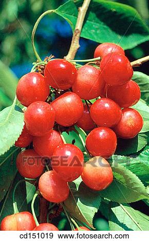 Stock Photo - Cherries. Fotosearch
