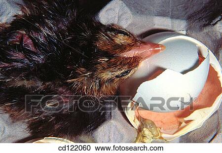Chick after hatching View Large Photo Image Stock Image - Chick after hatching. Fotosearch