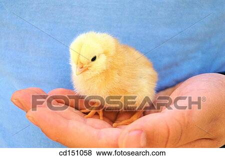 Chick View Large Photo Image Stock Photo - Chick. Fotosearch