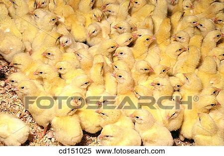 Stock Photography - Chickens. Fotosearch