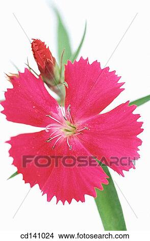 Chinese Pink (Dianthus chinensis) View Large Photo Image Picture - Chinese Pink (Dianthus chinensis). Fotosearch