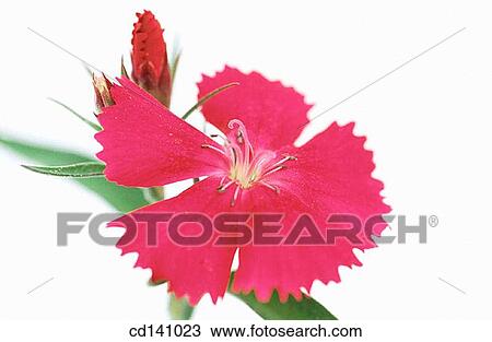 Stock Image - Chinese Pink (Dianthus chinensis). Fotosearch