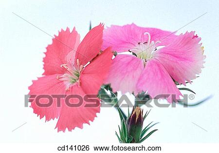 Stock Photograph - Chinese Pinks (Dianthus chinensis). Fotosearch