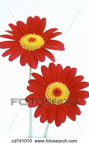 Chrysantemum View Large Photo Image Stock Image - Chrysantemum. Fotosearch