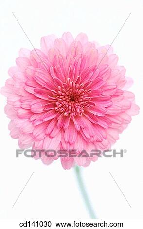 Stock Image - Chrysanthemum. Fotosearch