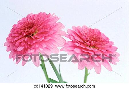 Stock Photo - Chrysanthemum. Fotosearch
