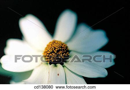 Stock Image - Close-up, concept, delicate, flower, fragile. Fotosearch