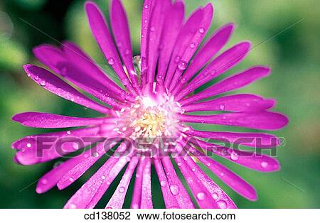 Close-up, day, detail, dew, drop View Large Photo Image Stock Image - Close-up, day, detail, dew, drop. Fotosearch