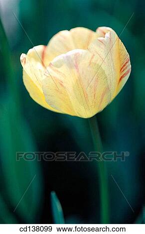 Stock Photo - Close-up, day, detail, flower, fragile. Fotosearch
