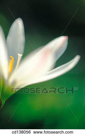 Close-up, delicate, detail, flower, fragile View Large Photo Image Stock Photograph - Close-up, delicate, detail, flower, fragile. Fotosearch